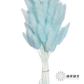 干花 | 兔尾草蒂芙尼蓝