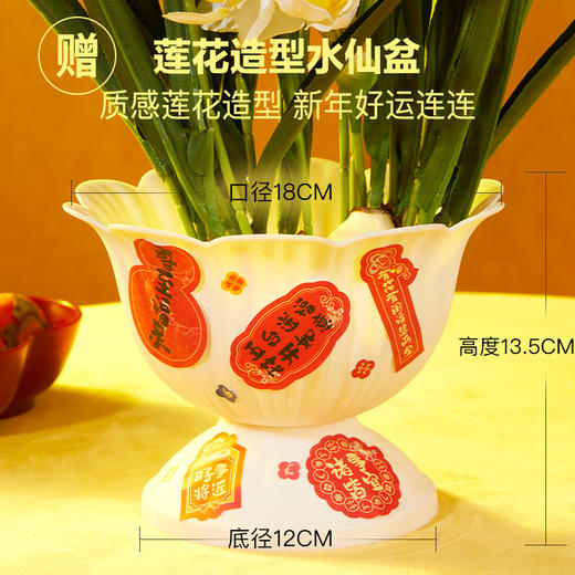 2025年宵花·五台山联名水仙 特大种球3颗，能开百朵花｜新客福利 商品图4