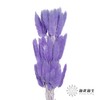 干花 | 兔尾草紫色 商品缩略图0