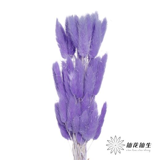 干花 | 兔尾草紫色 商品图0