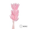 干花 | 兔尾草深粉 商品缩略图0