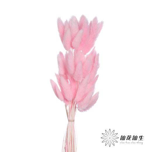 干花 | 兔尾草深粉 商品图0