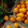 2025季 · 融安金桔🍊 脆蜜金柑→上线啦  金桔类产品中口感顶呱呱 商品缩略图0