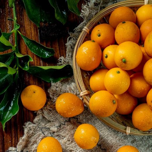 2025季 · 融安金桔🍊 脆蜜金柑→上线啦  金桔类产品中口感顶呱呱 商品图0
