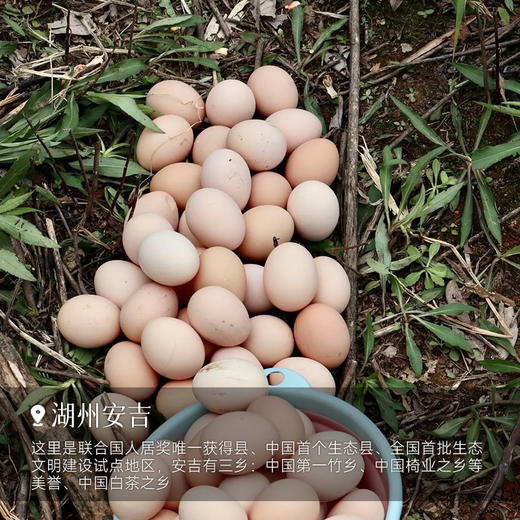 【无抗竹林土鸡蛋】 0激素 安心可溯源鸡蛋，比普通鸡蛋蛋黄更黄、营养更高，一点腥味都没有~ 商品图6