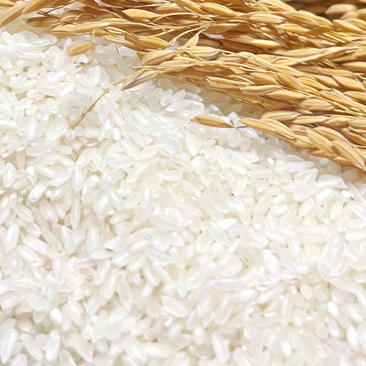 珍粒香_龙凤山五常大米5kg 商品图3