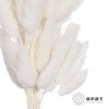 干花 | 兔尾草白 商品缩略图1