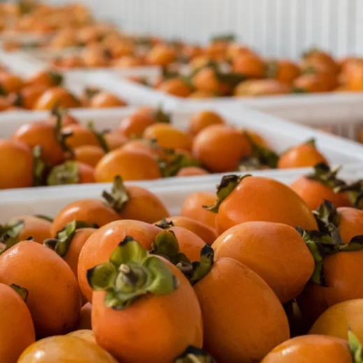 富平柿饼  3斤约33-39枚 商品图9