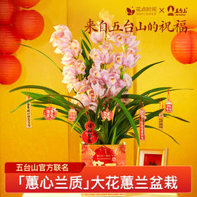 2025年宵花·大花蕙兰3枝花剑 粉色/橙色可选｜新客福利