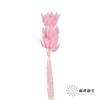 干花 | 兔尾草深粉 商品缩略图2