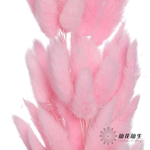 干花 | 兔尾草深粉 商品图3