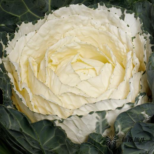 配花 | 圆叶叶牡丹白心 商品图2