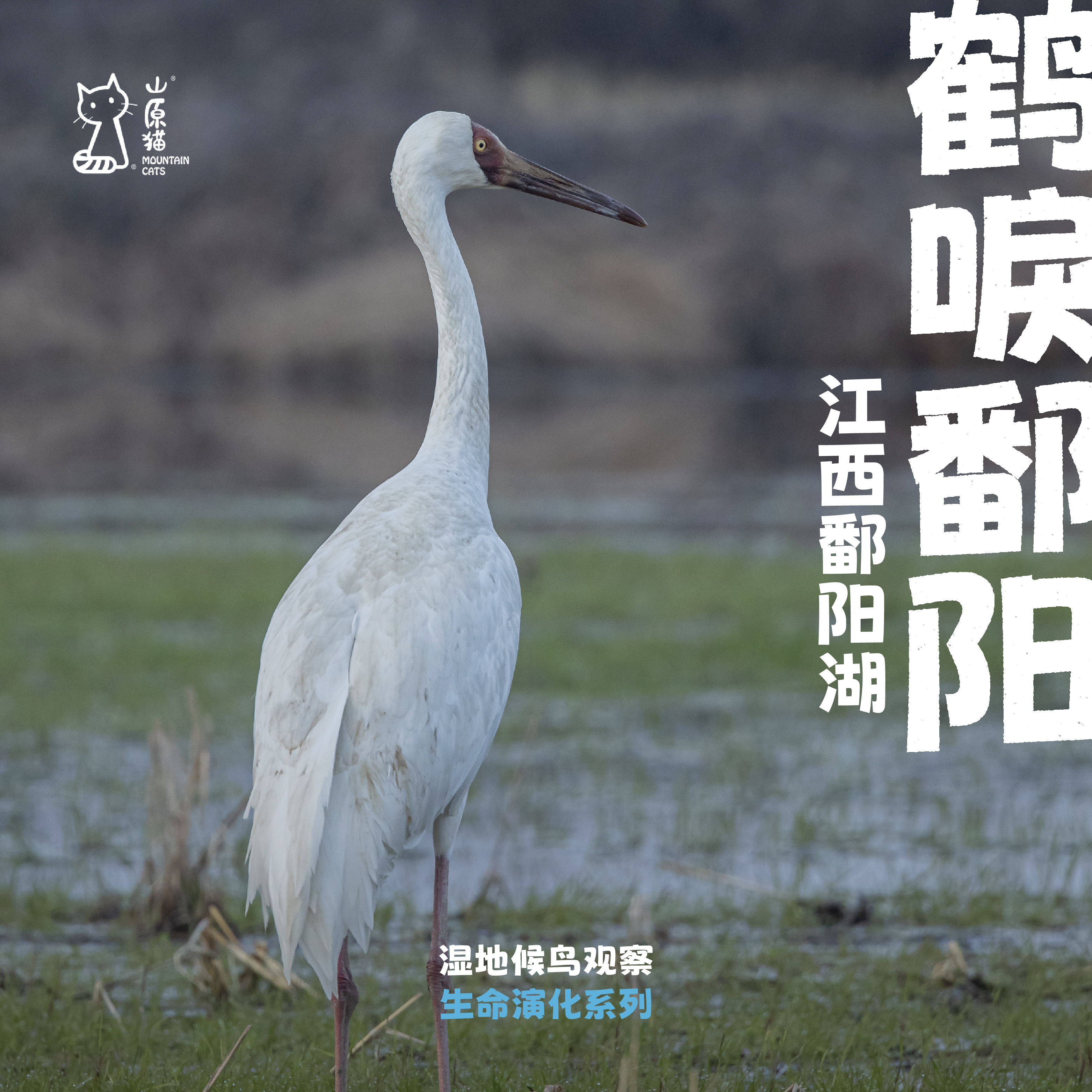 「2026寒假」鹤唳鄱阳 · 江西鄱阳湖越冬候鸟观测之旅