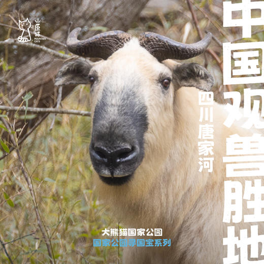 「满团可候补 · 国庆10.3-10.7」中国观兽胜地 · 四川唐家河亲子科学考察营 商品图0