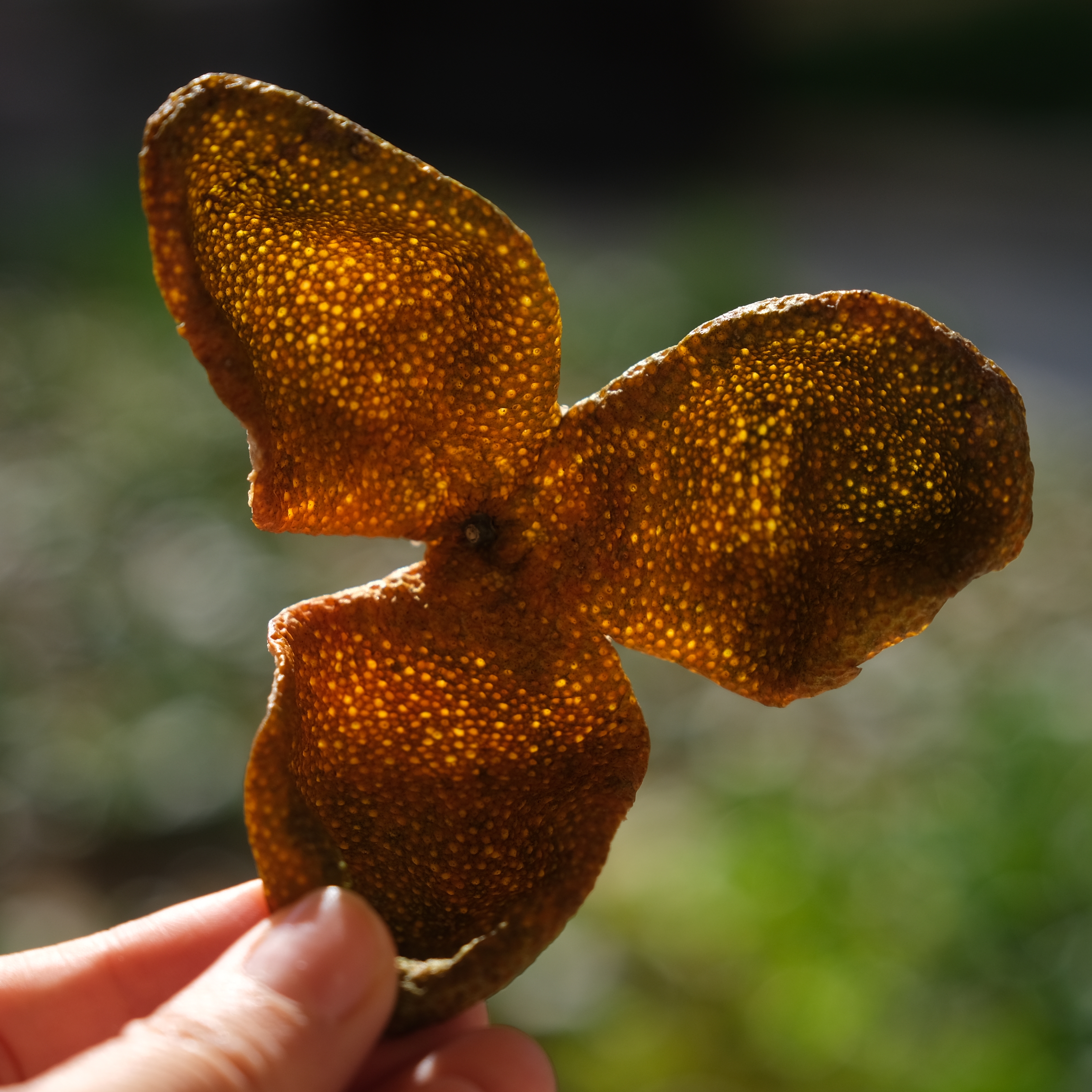 【25年陈皮】正宗新会陈皮/三江/天马/2025驳枝二红皮/自囤自喝