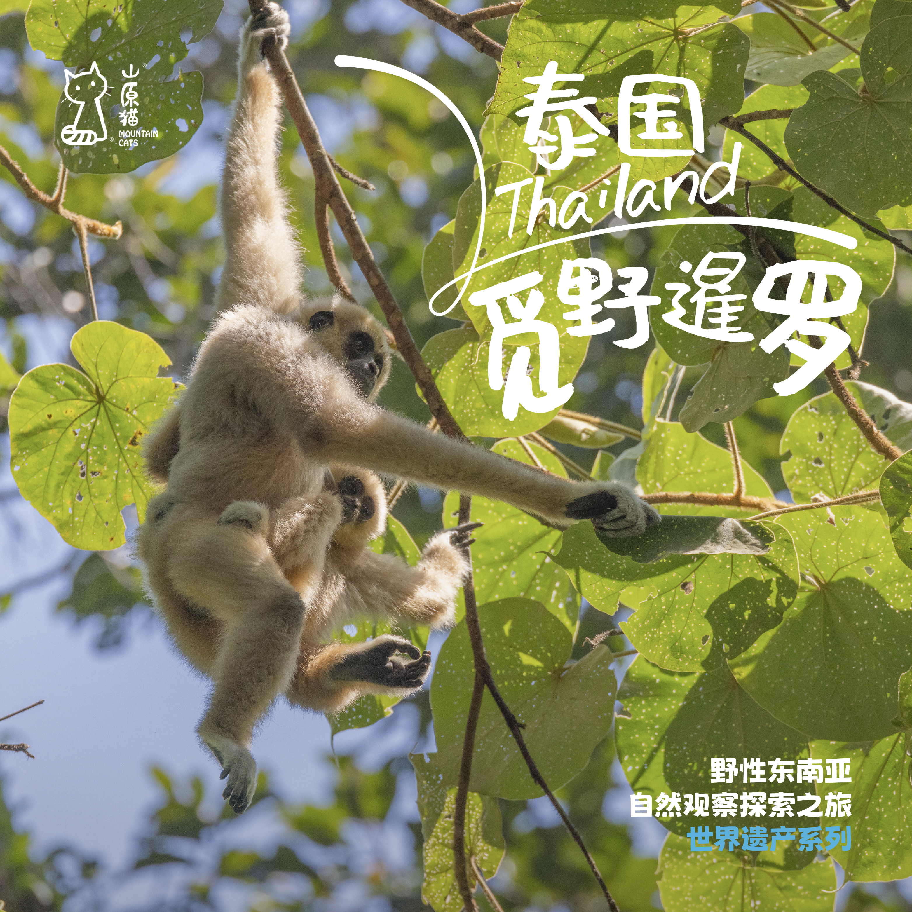 「仅余两家 · 寒假2.8-2.14」觅野暹罗 · 泰国自然观察探索之旅