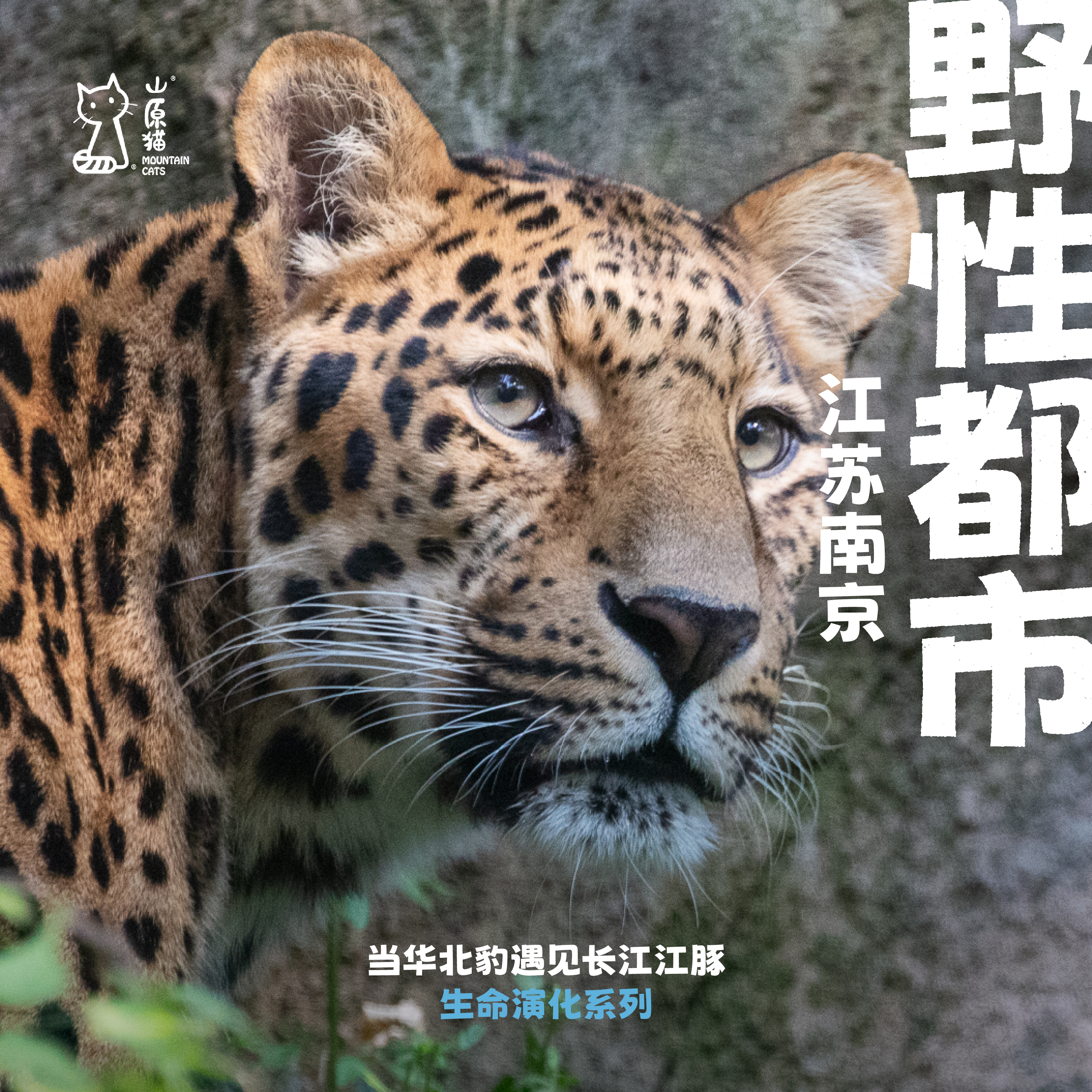 「已成团 · 元旦1.1-1.3」野性南京 · “当华北豹遇见长江江豚 ”亲子研学