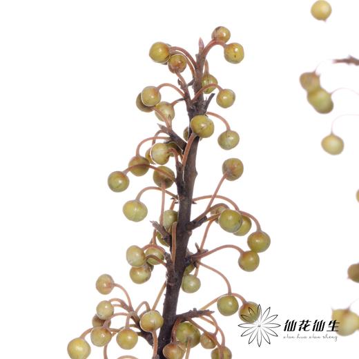 叶材 | 山胡椒 商品图3