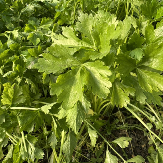 花间村原生态芹菜（500克） 商品图2