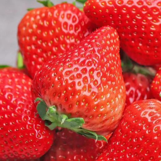 丹东九九草莓15颗一盒 商品图6