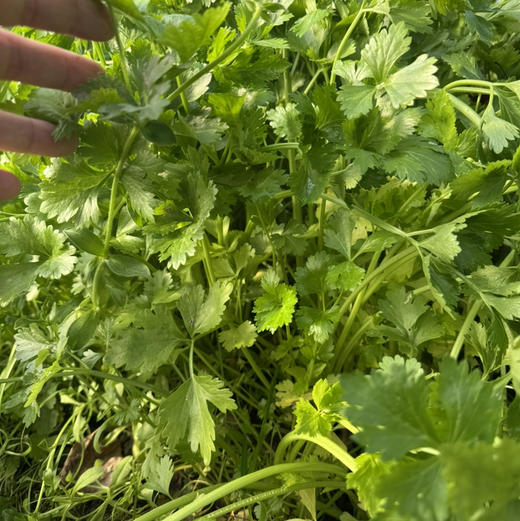 花间村原生态芹菜（500克） 商品图0