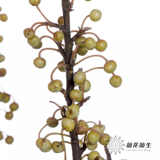 叶材 | 山胡椒 商品图6