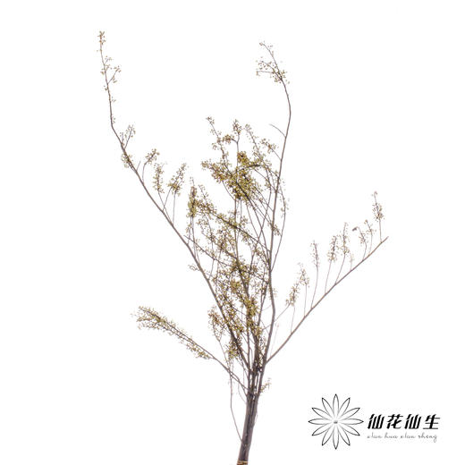 叶材 | 山胡椒 商品图2