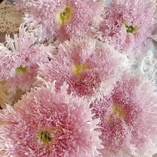 昆明重瓣面包菊10支 商品图0