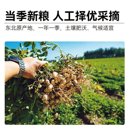 有机红花生 放心粮 商品图2