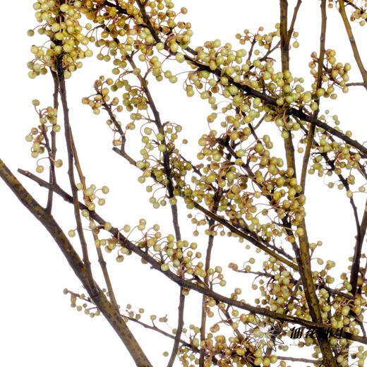 叶材 | 山胡椒 商品图1