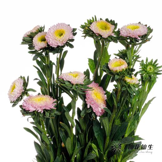 配花 | 翠菊粉贝壳 商品图4