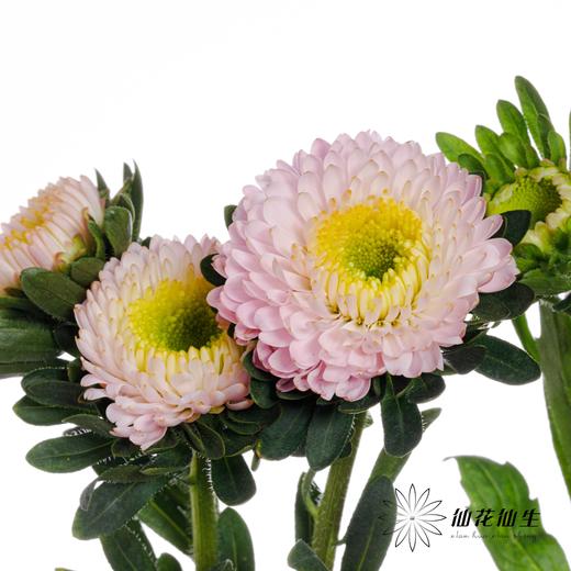 配花 | 翠菊粉贝壳 商品图2