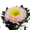 配花 | 翠菊粉贝壳 商品缩略图5