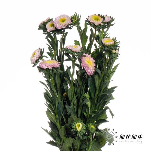 配花 | 翠菊粉贝壳 商品图1