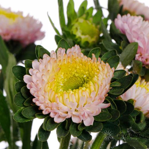 配花 | 翠菊粉贝壳 商品图3