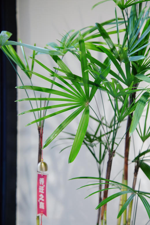 金山棕 商品图1