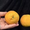 温州特产瓯柑 风味独特 多汁清甜 初尝时味微苦 温州同城配送，超区快递发货 商品缩略图4