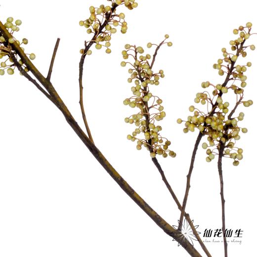 叶材 | 山胡椒 商品图4