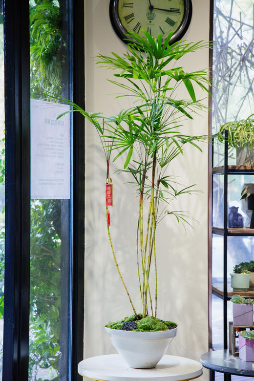 金山棕 商品图0