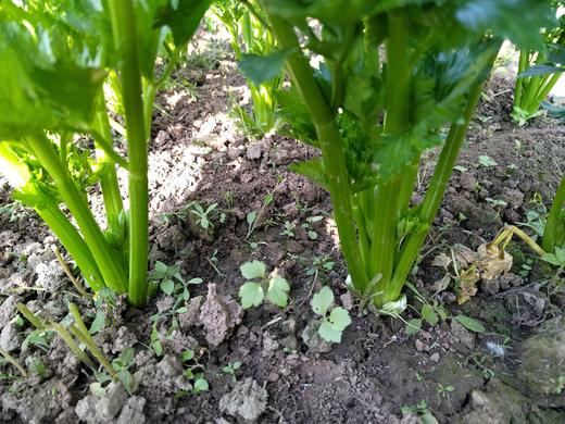 年卡-绿芹300g 商品图4