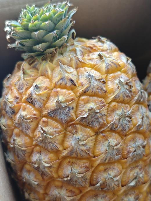 芒果凤梨 散发浓郁芒果凤梨芳香    脆甜多汁  肉质脆嫩 果肉饱满    回味无穷 商品图4