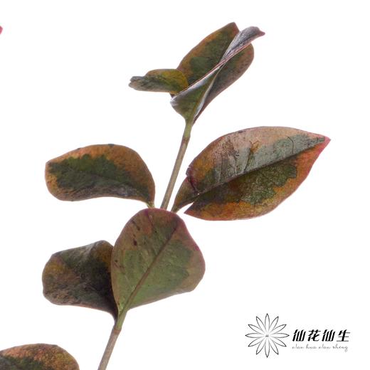 叶材 | 红桢木 商品图4