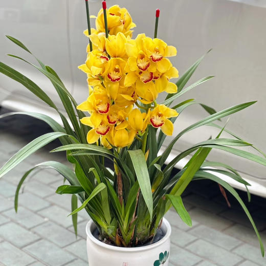 【AB黄金岁月.大花蕙兰盆栽】1盆/份 高约60-70cm 黑色加仑盆发货（发圆通） 商品图0