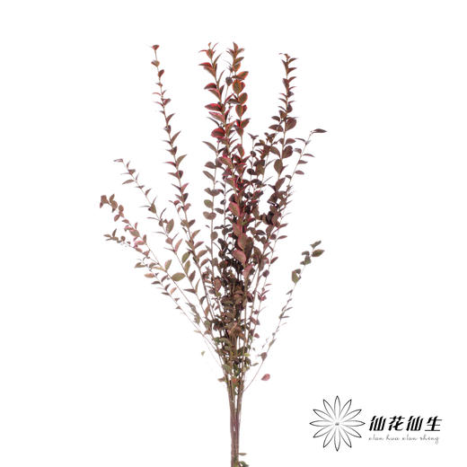 叶材 | 红桢木 商品图1