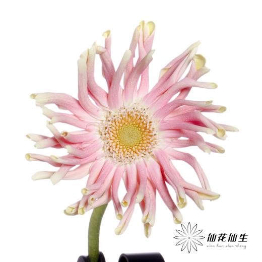 非洲菊 | 米兰 商品图2