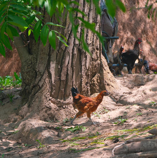 【大理深山散养土鸡】农户自家母鸡孵小鸡老品种散养飞鸡 呼吸新鲜空气 喝山泉水 吃纯玉米菜叶等农家杂粮生长一年以上/脂肪少肉质紧实 没有抗生素牲畜药 大人小孩放心吃的土鸡/顺丰空运包邮 商品图0