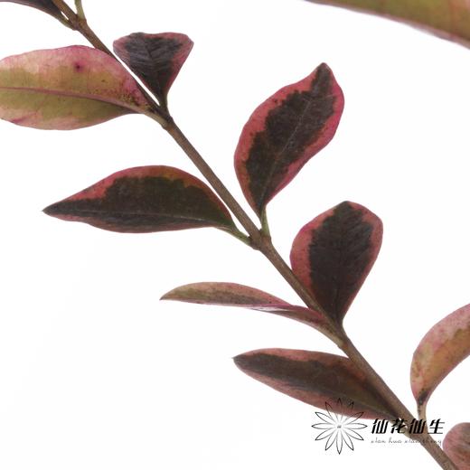 叶材 | 红桢木 商品图5