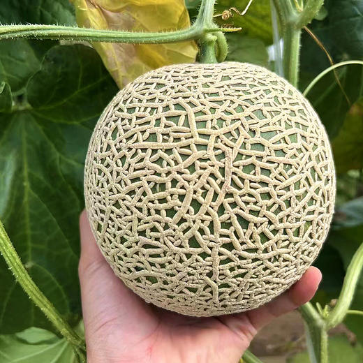 『海南牛3蜜瓜』高甜多汁，鲜嫩清香，送礼佳品 商品图3