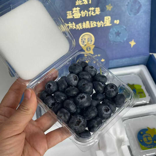 星莓-花香蓝莓嘎嘣脆甜花香浓郁顺丰空运包邮下单从广州发货 商品图6