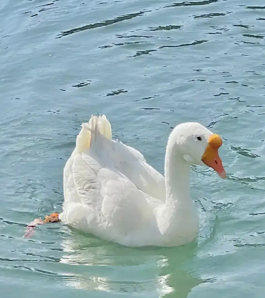 老鹅（3年/8斤左右）